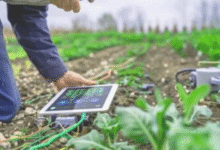 Agriculture Sector